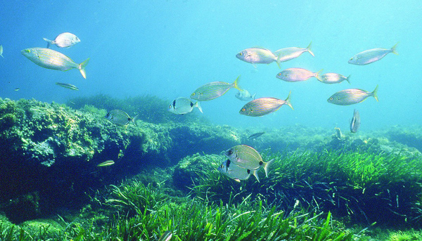 shark bay