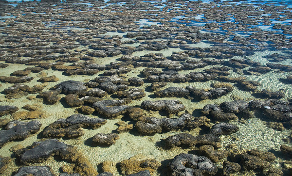 shark bay