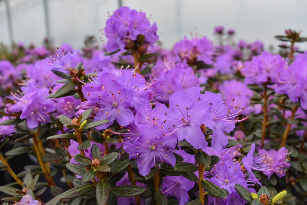 Rhododendron