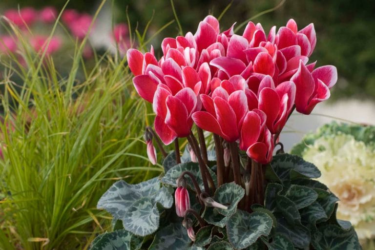 Cyclamen plante de apartament