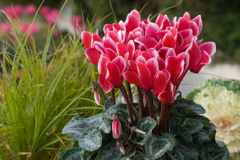Cyclamen plante de apartament