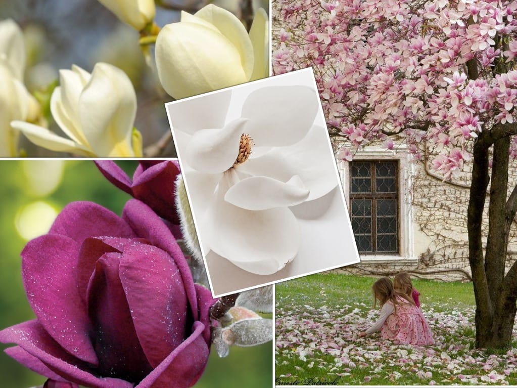Ingrijire Magnolie