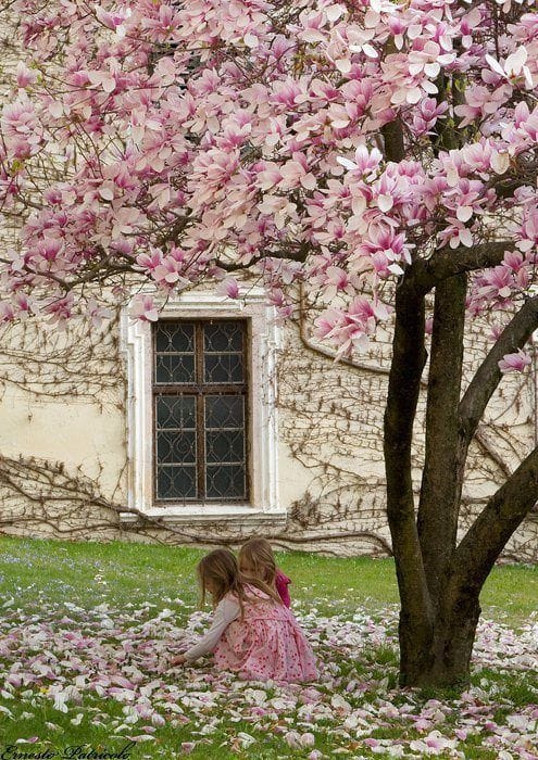 magnolia
